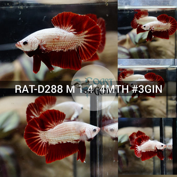 (RAT-D288) Red Dragon Plakat Male Betta