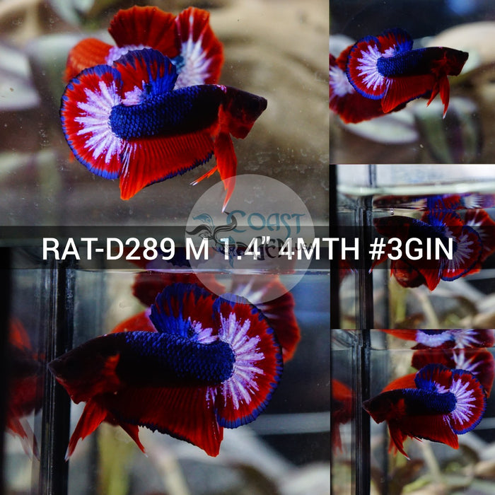 (RAT-D289) Fancy Double Rim Butterfly Plakat Male Betta