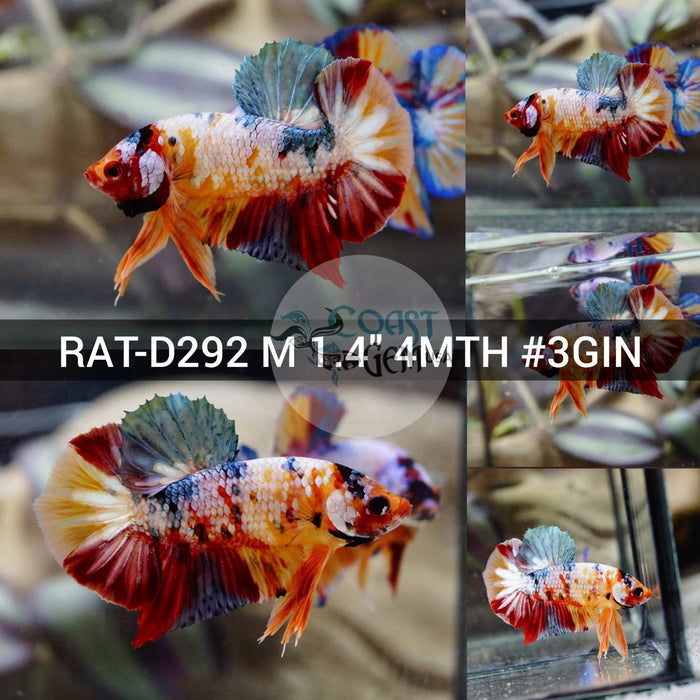(RAT-D292) Nemo Copper Galaxy Plakat Male Betta