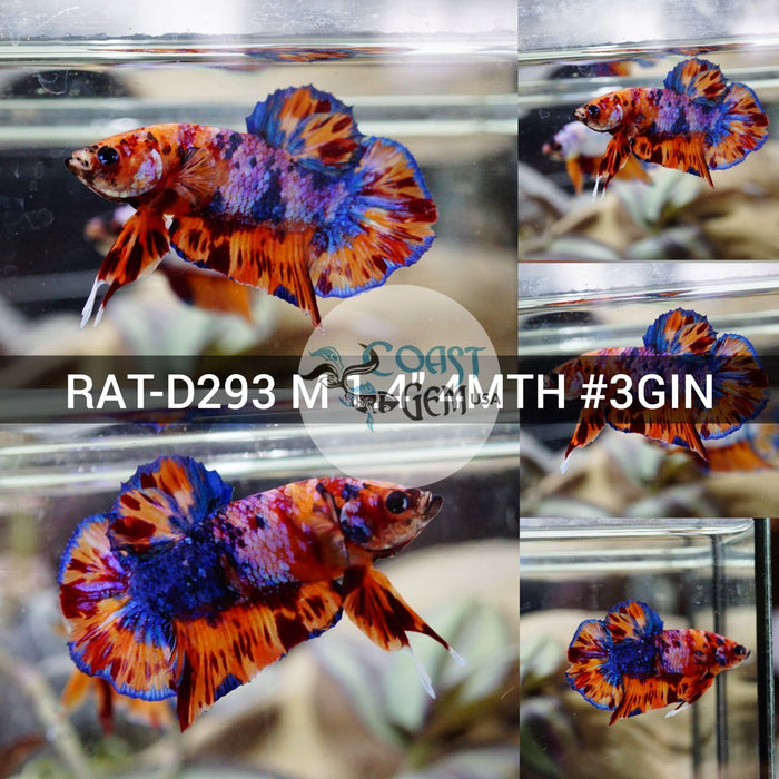 (RAT-D293) Nemo Candy Flame  Plakat Male Betta