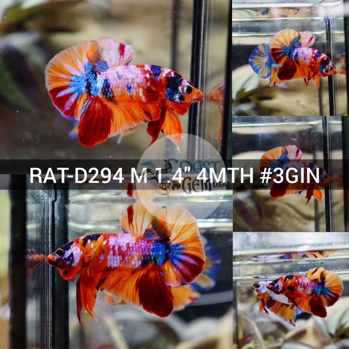 (RAT-D294) Nemo Multicolor Plakat Male Betta