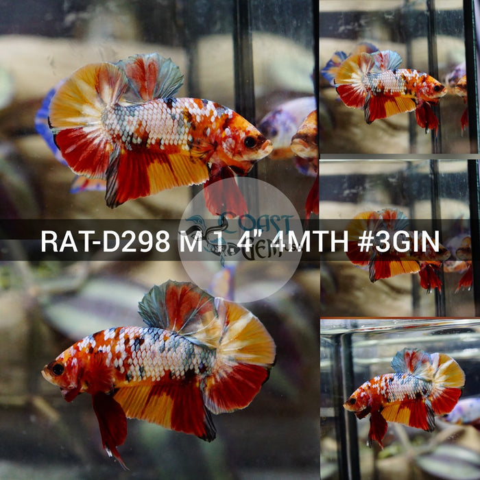 (RAT-D298) Nemo Copper Multicolor Plakat Male Betta