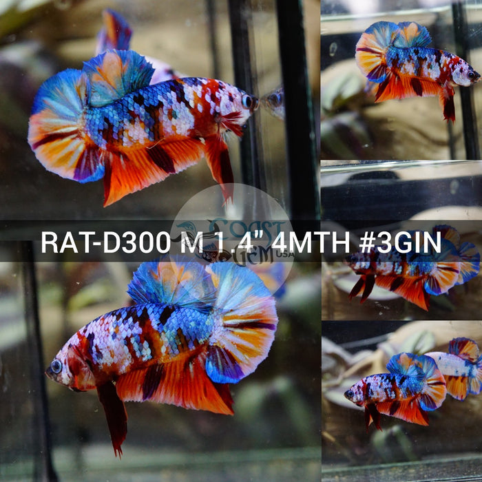 (RAT-D300) Nemo Multicolor Plakat Male Betta