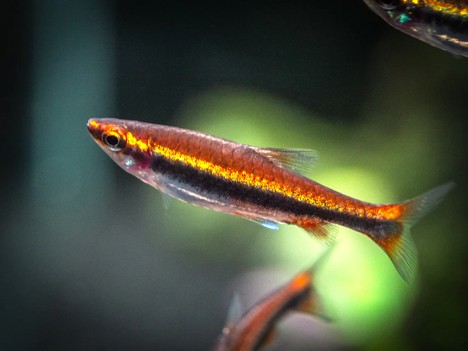 Live Freshwater Aquarium Red Beckford Pencilfish