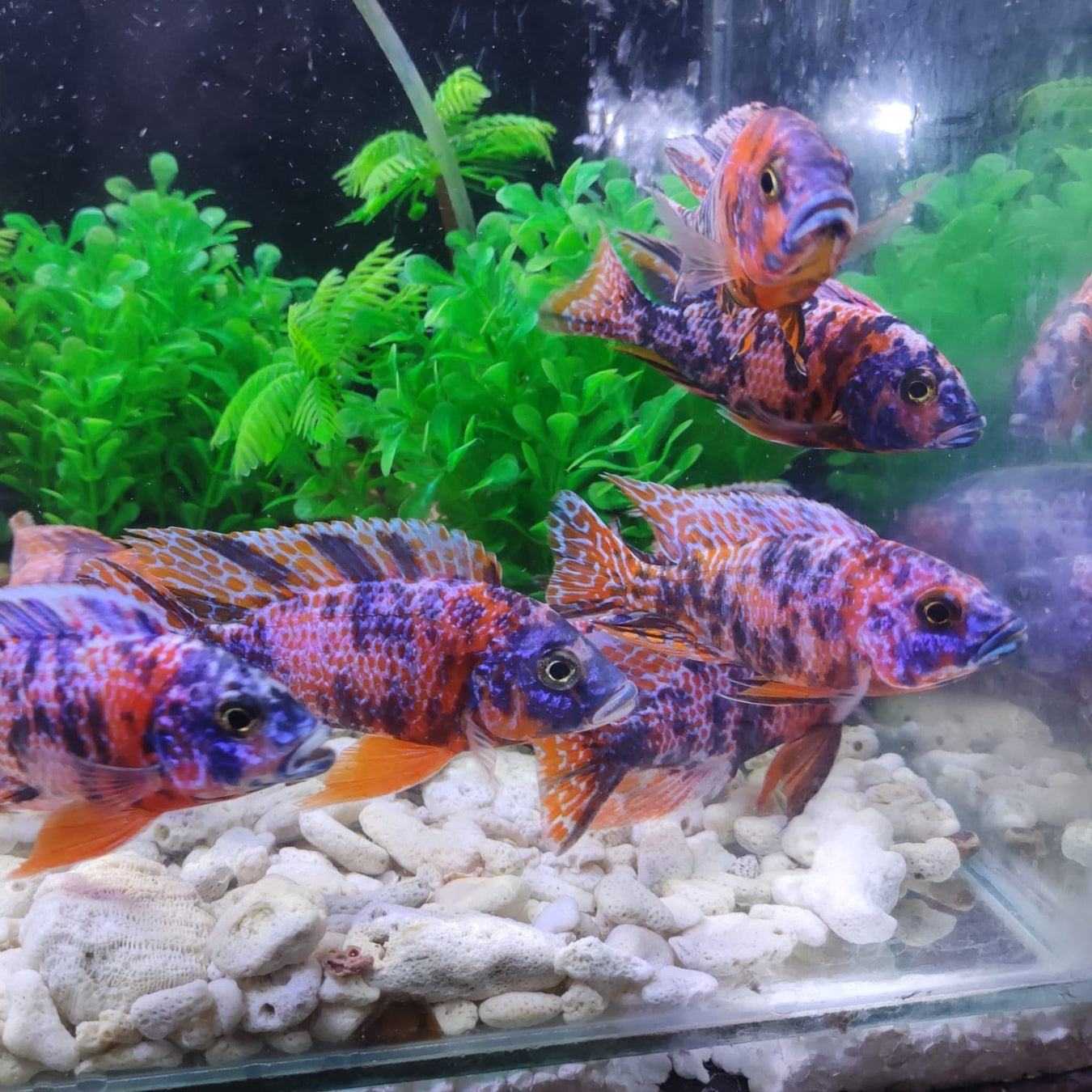 CICHLIDS African/American