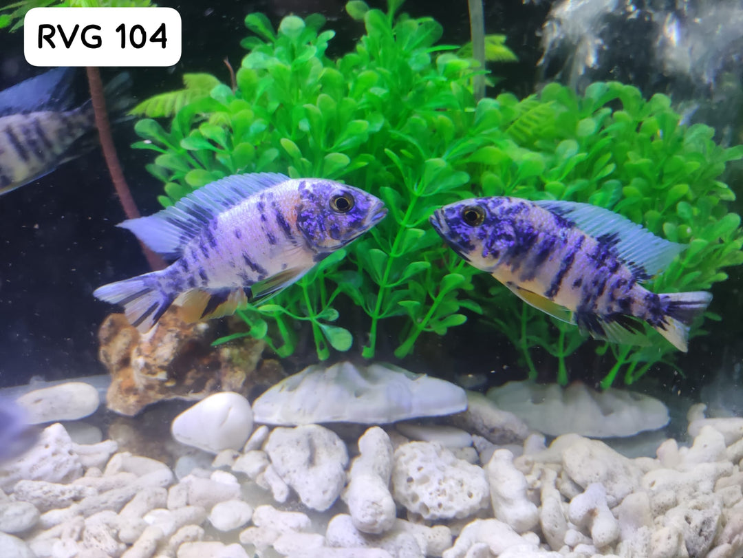 (NSG-104) Blue Mable OB Peacock (Aulonocara sp.) over 4.00 inch Male