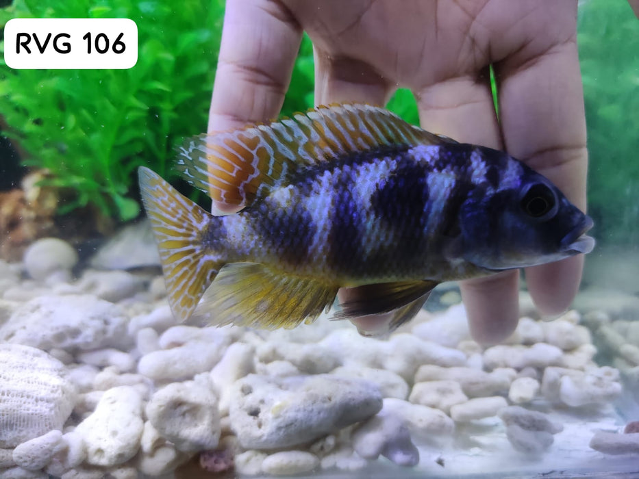 Live Fish African Cichlid Milimo Peacock (Aulonocara sp.) over 4.00 inch Male(CHD-038)