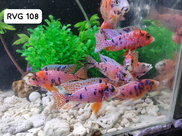 (NSG-108) Pink Tone OB Peacock (Aulonocara sp.) over 4.00 inch Male