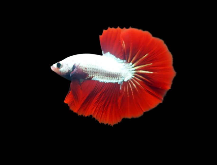 Red Dragon Mohawk Halfmoon Rosetail Male Betta