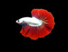 Red Dragon Mohawk Halfmoon Rosetail Male Betta