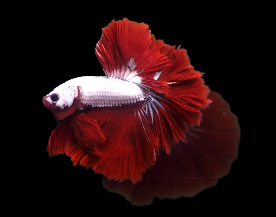 Red Dragon Mohawk Halfmoon Rosetail Male Betta