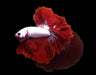 Red Dragon Mohawk Halfmoon Rosetail Male Betta