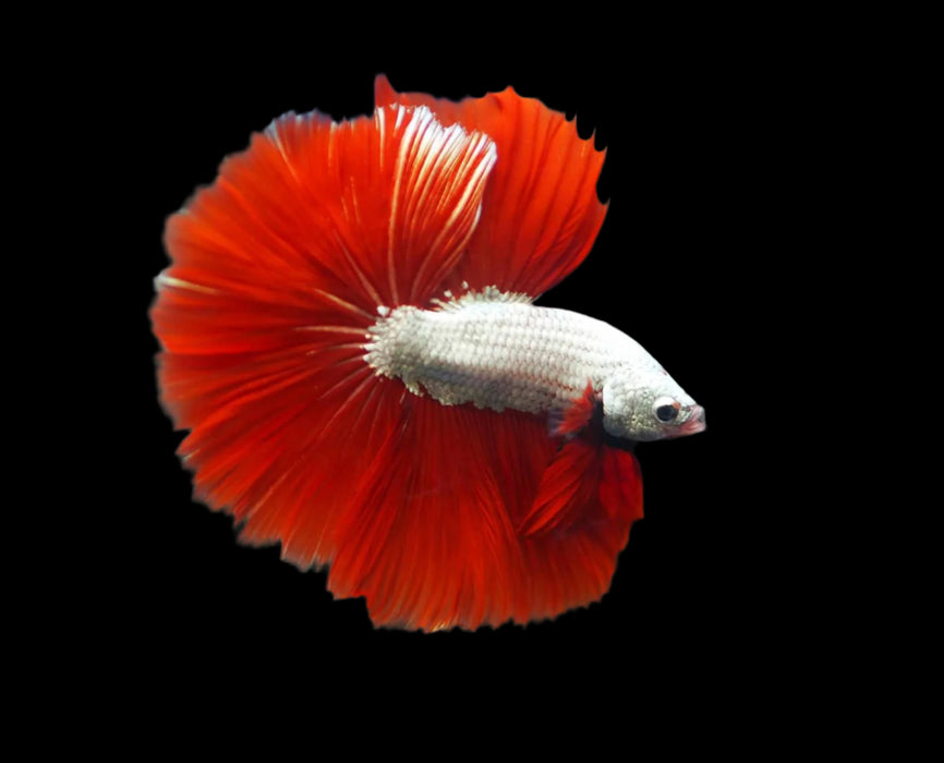 Red Dragon Mohawk Halfmoon Rosetail Male Betta