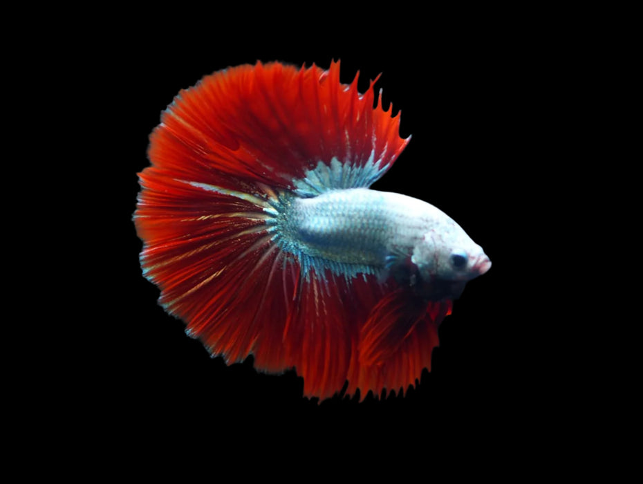 Red Dragon Mohawk Halfmoon Rosetail Male Betta