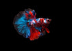 Rosetail Overhalfmoon Red Koi Male betta