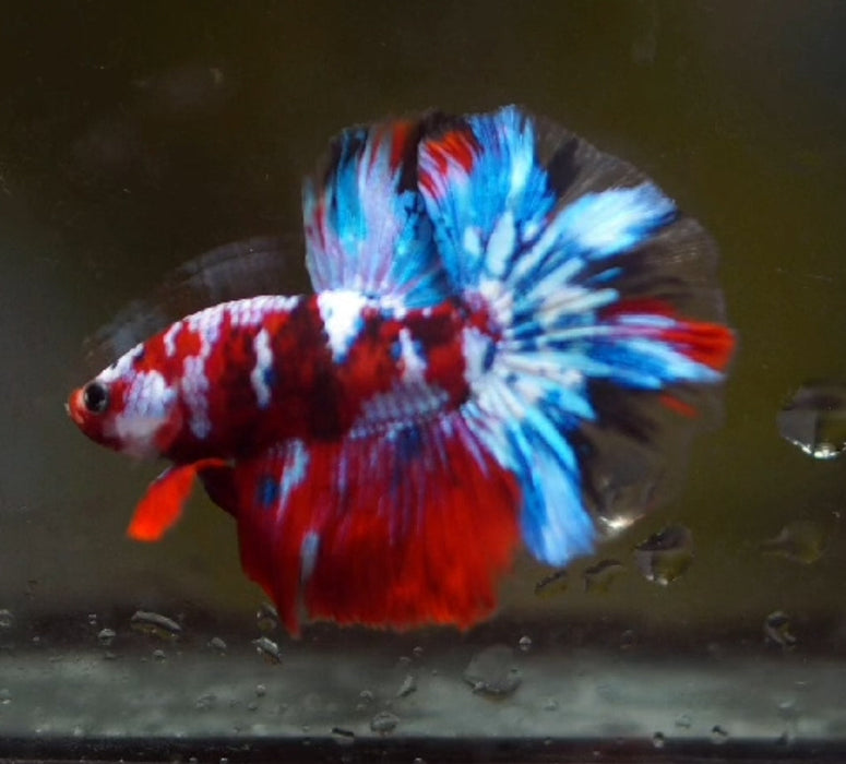 red Koi Fancy Halfmoon Rosetail Male Betta