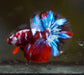 red Koi Fancy Halfmoon Rosetail Male Betta