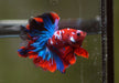 RoseTail OverHalfmoon Red Koi Male Betta 