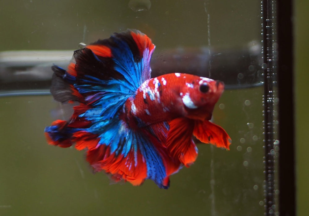 RoseTail OverHalfmoon Red Koi Male Betta 