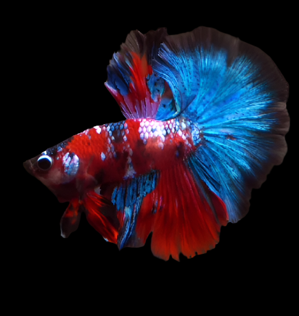 red Koi Fancy Halfmoon Rosetail Male Betta