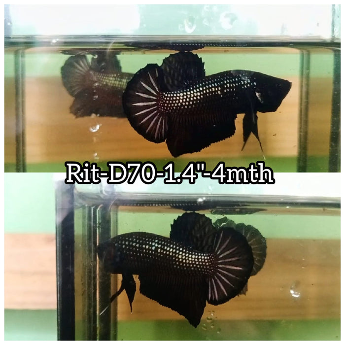 (RIT-D70) BLACK MAMBA PLAKAT MALE BETTA