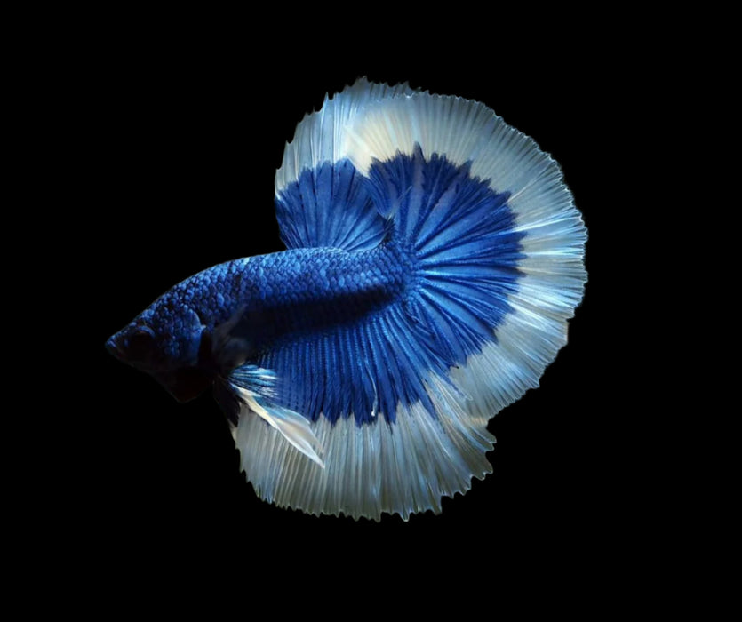 rosetail blue butterfly male betta