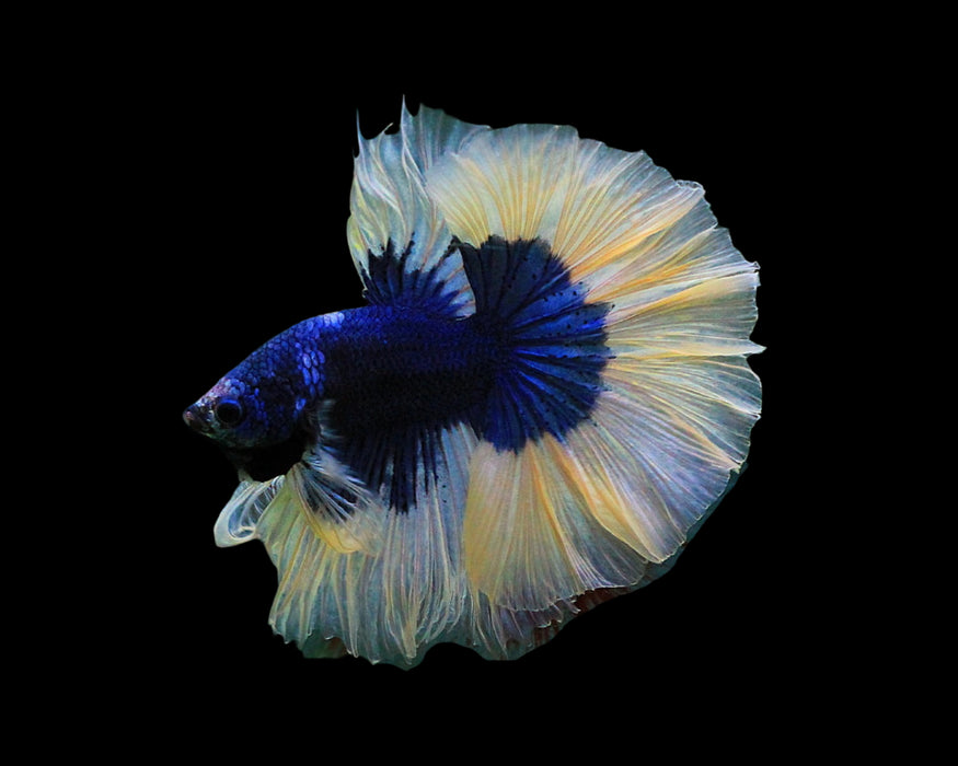 rosetail male betta fish blue butterfly