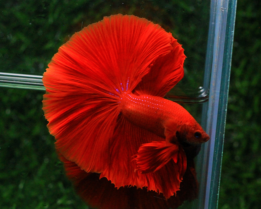 Super Red Halfmoon Rosetail Male Betta Feather Tail Over Halfmoon