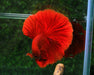 Super Red Halfmoon Rosetail Male Betta Feather Tail Over Halfmoon