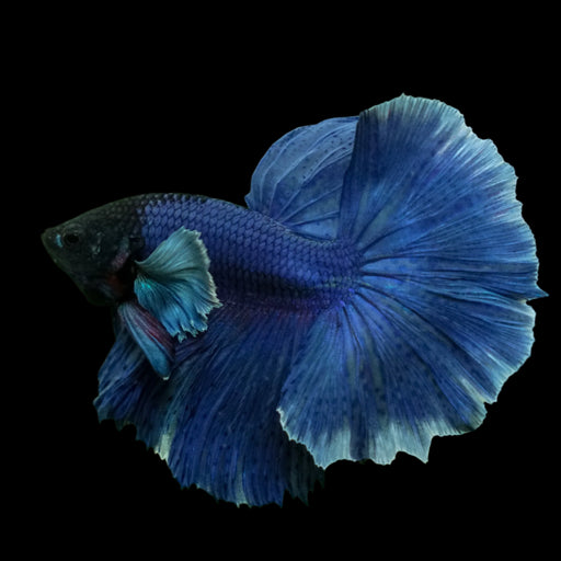 Royal blue dumbo halfmoon male betta