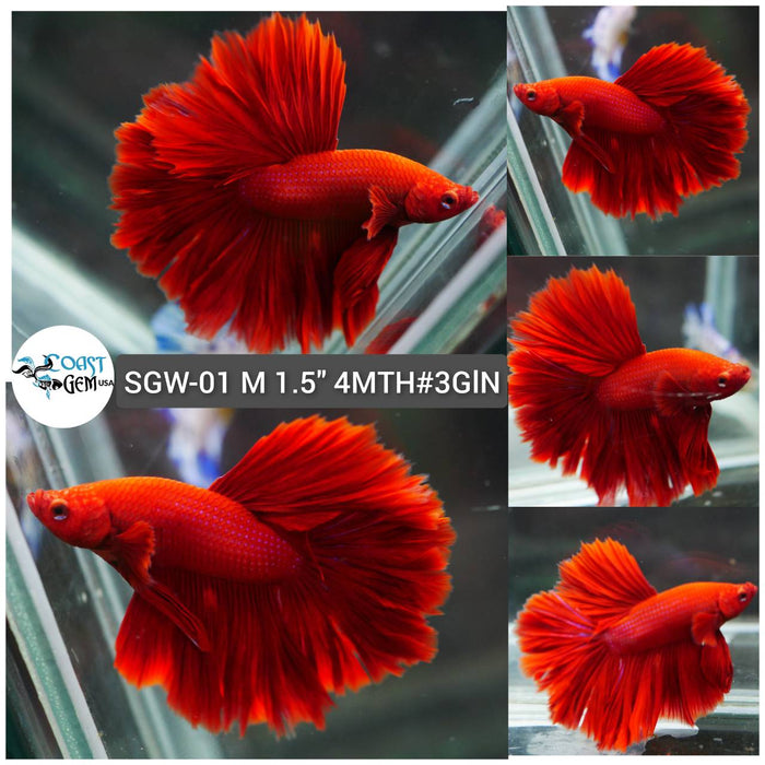 (SGW-01) Super Red Rose Tail Halfmoon Male Betta