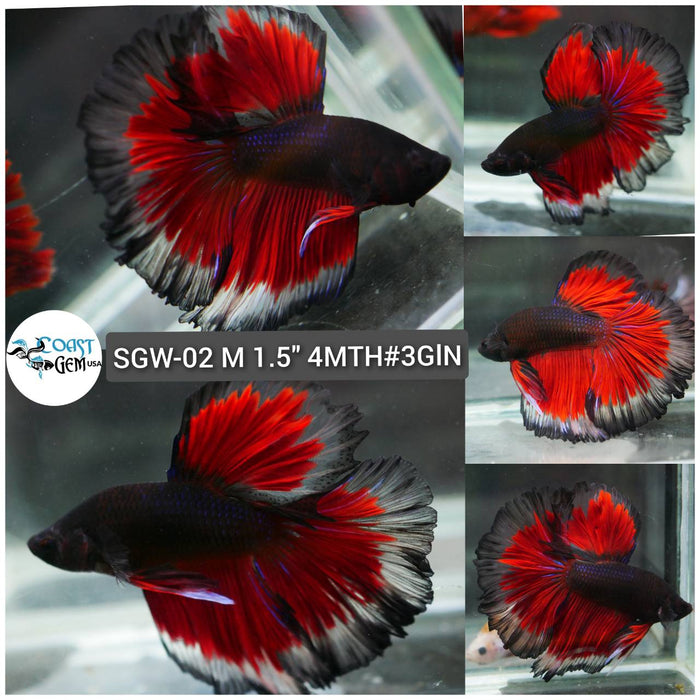 (SGW-02) Red Black Butterfly Rose Tail Halfmoon Male Betta