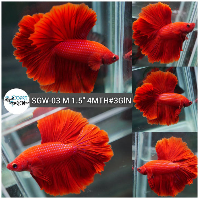 (SGW-03) Super Red Butterfly Rose Tail Halfmoon Male Betta