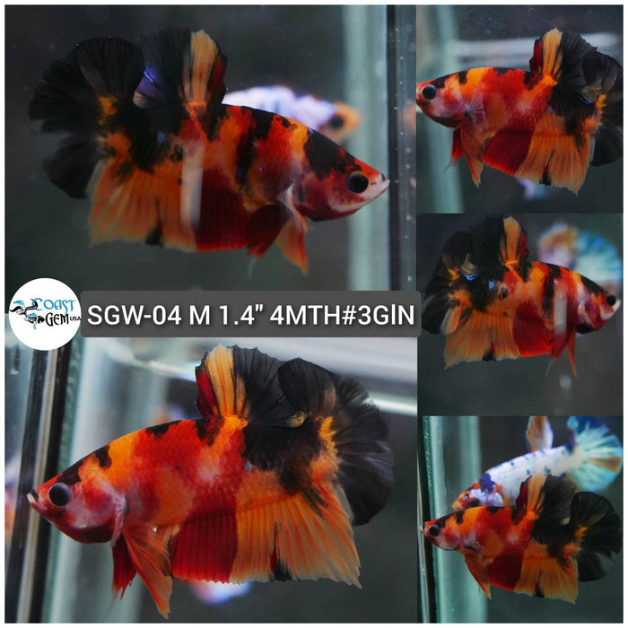 (SGW-04) Nemo Tiger Plakat Male Betta
