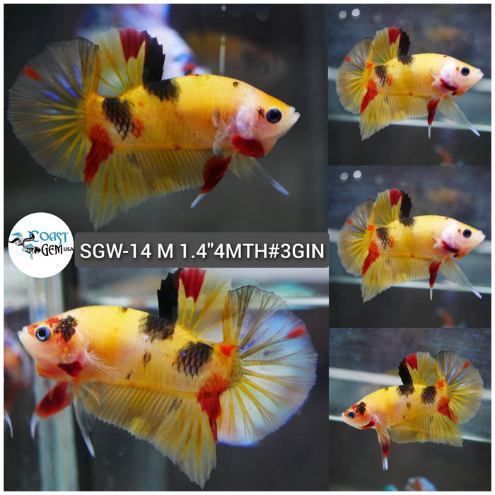 (SGW-14) Yellow Nemo Tiger Plakat Male Betta
