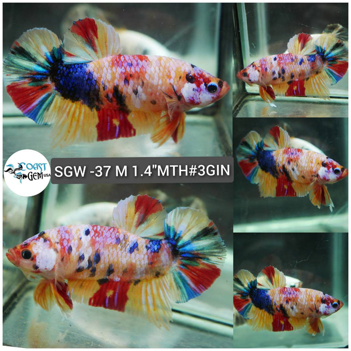 (SGW-37) Yellow Multicolor Plakat Male Betta