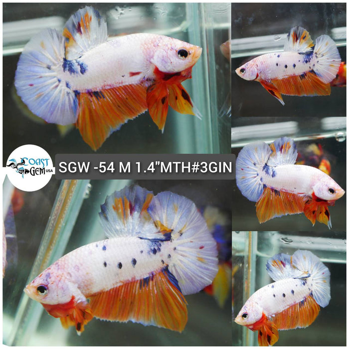 (SGW-54) Nemo Dragon Plakat Male Betta