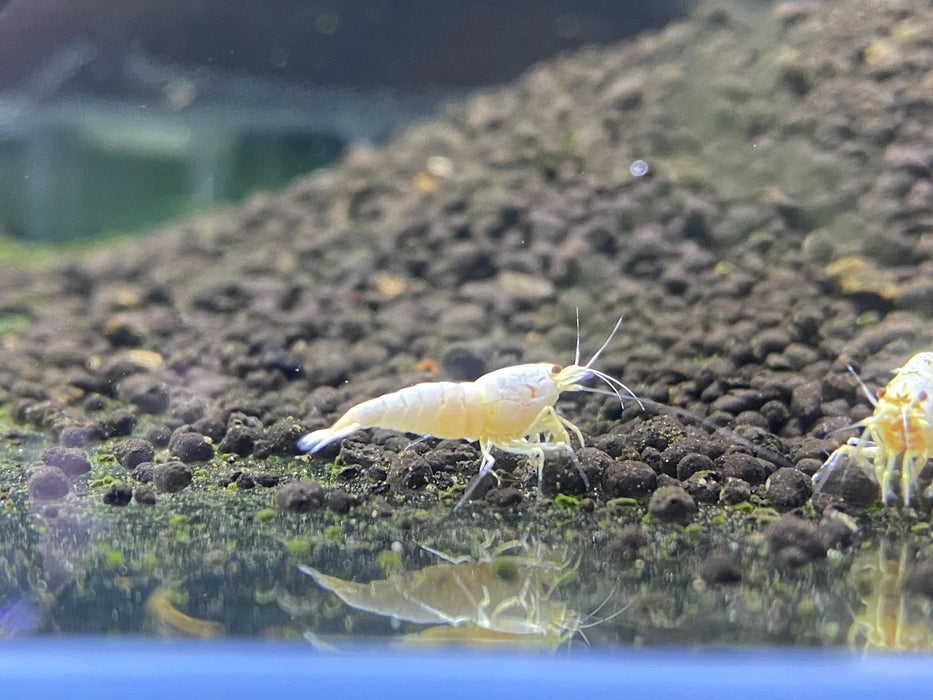 Live Freshwater Aquarium Shrimp White Bee (Caridina)