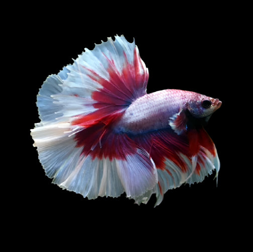 feather tail halfmoon male salamander butterfly betta