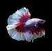 feather tail halfmoon male salamander butterfly betta