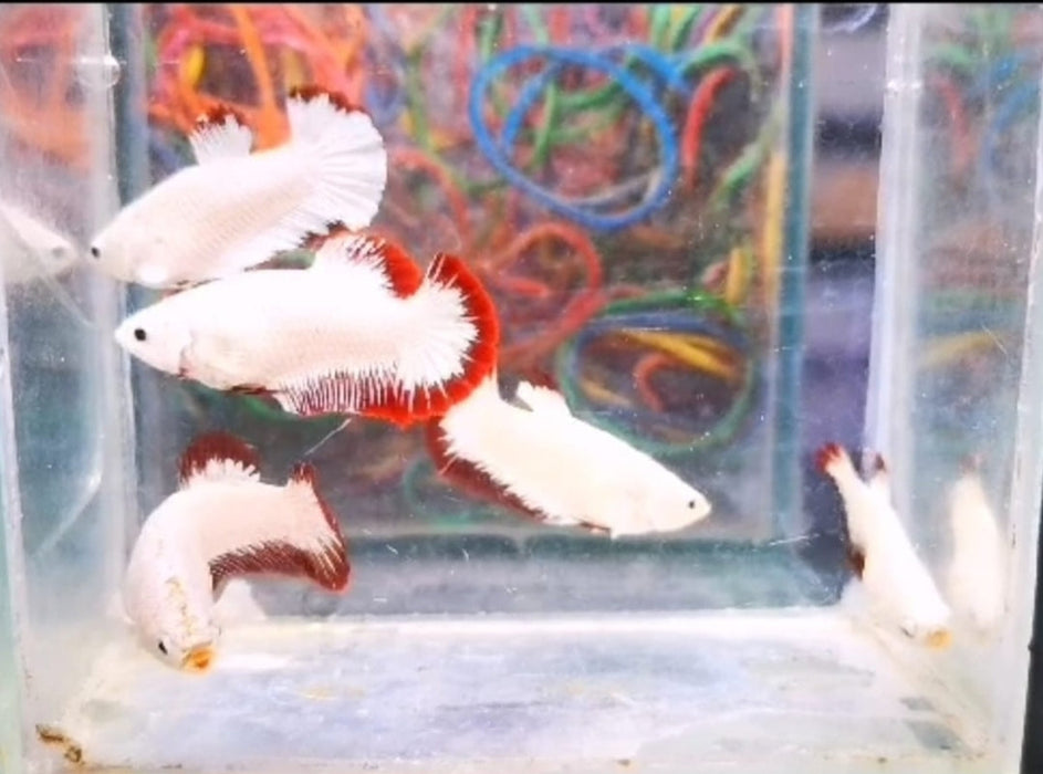 Live Freshwater Fancy Betta Female Dragon Red, Black, Red, Snow  Buy 4 Get 1 Free $60,  Buy 1 for $15 (CBG-005)