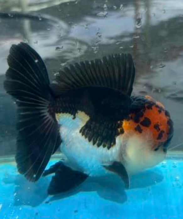Live Fancy Goldfish Premium Select Our Choice Short Body SMALL BREED Tri Color Special Color Thai Oranda GROW UP TO 2.5-3.5'' BODY (CGF-024)