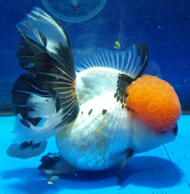 Live Fancy Goldfish Premium Select Our Choice Short Body SMALL BREED Tri Color Special Color Thai Oranda GROW UP TO 2.5-3.5'' BODY (CGF-024)