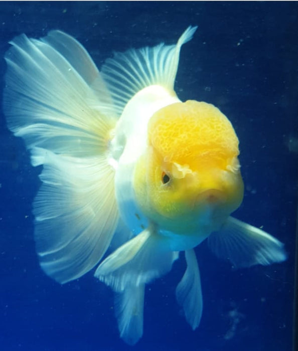 Live Fancy Goldfish Premium Select Our Choice MEDIUM SIZE BREED  White Thai Oranda GROW UP TO 4-4.5'' BODY(CGF-043)