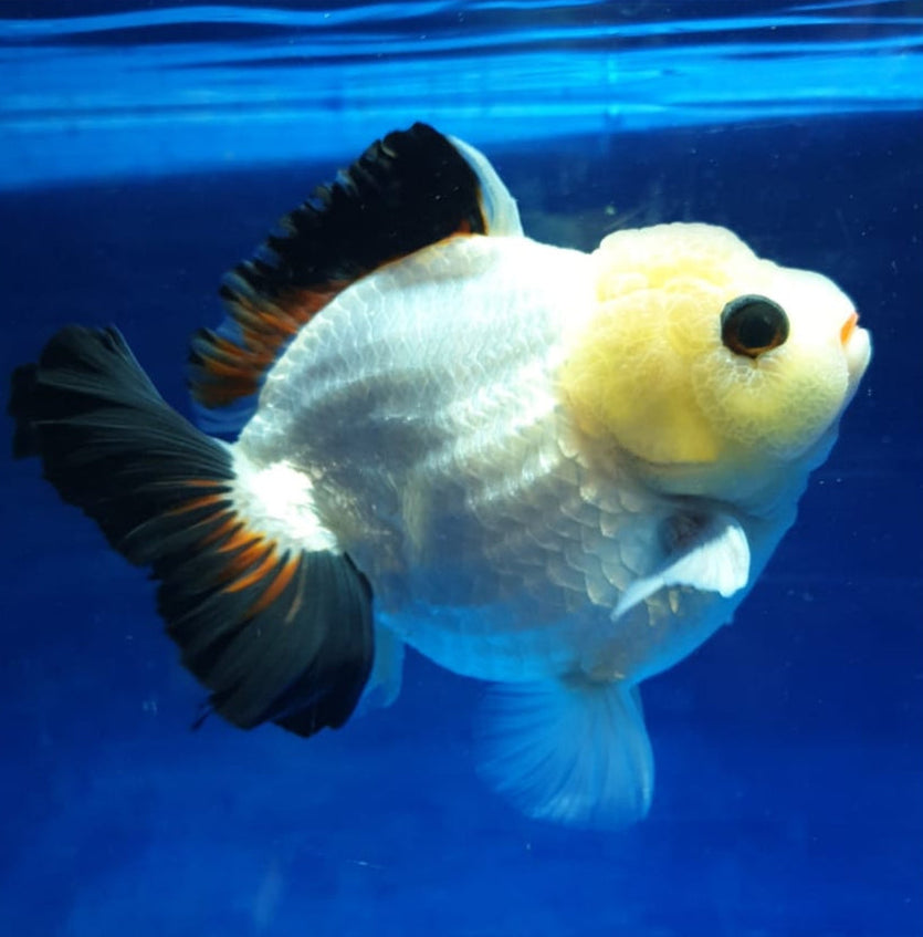 Premium Selected Thai Panda Oranda Tri Color Oranda