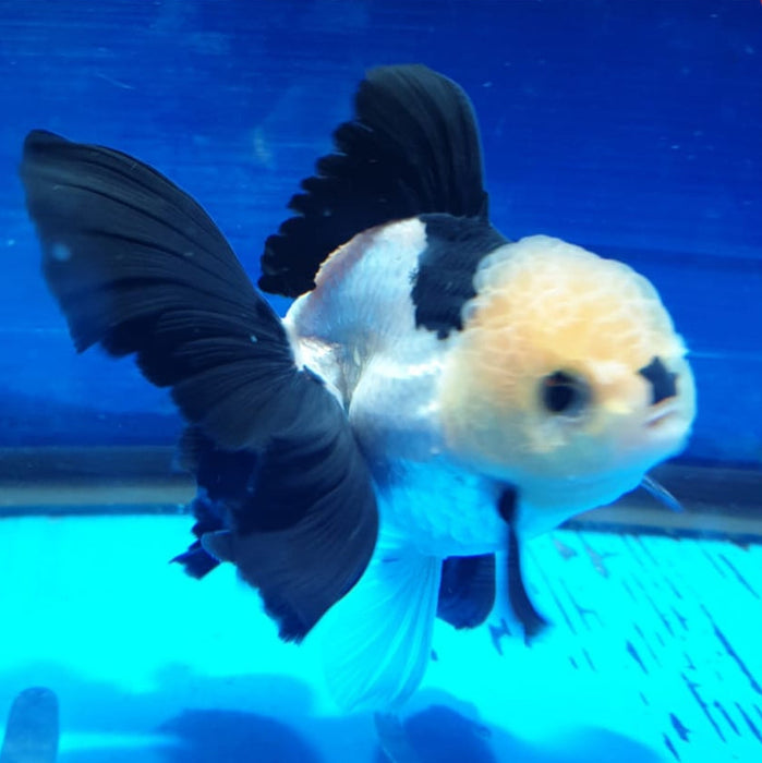 Live Fancy Goldfish Premium Select Our Choice Short Body SMALL BREED Special Color Panda Thai Oranda GROW UP TO 2.5-3.5'' BODY(CGF-031)