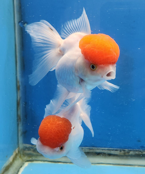 Live Fancy Goldfish Premium Select Our Choice Short Body SMALL BREED White Red Cap Thai Oranda GROW UP TO 2.5-3.5'' BODY(CGF-032)