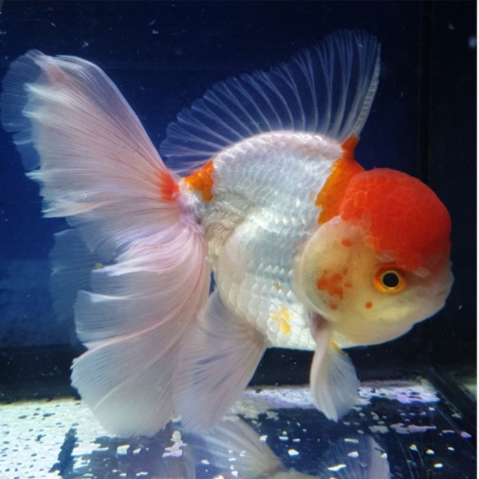 Live Fancy Goldfish Premium Select Our Choice MEDIUM SIZE BREED  White Red Cap Oranda GROW UP TO 4-4.5'' BODY(CGF-046)