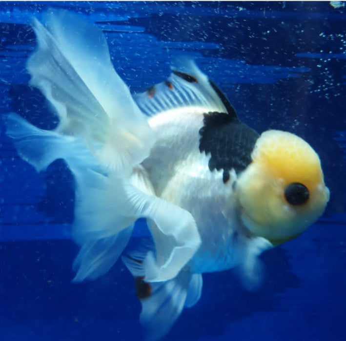 Live Fancy Goldfish Premium Select Our Choice MEDIUM SIZE BREED  PandaThai Oranda GROW UP TO 4-4.5'' BODY(CGF-045)