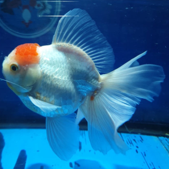 Live Fancy Goldfish Premium Select Our Choice MEDIUM SIZE BREED  White Red Cap Oranda GROW UP TO 4-4.5'' BODY(CGF-046)